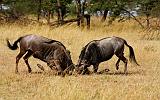 TANZANIA - Serengeti National Park - Lobo - 44